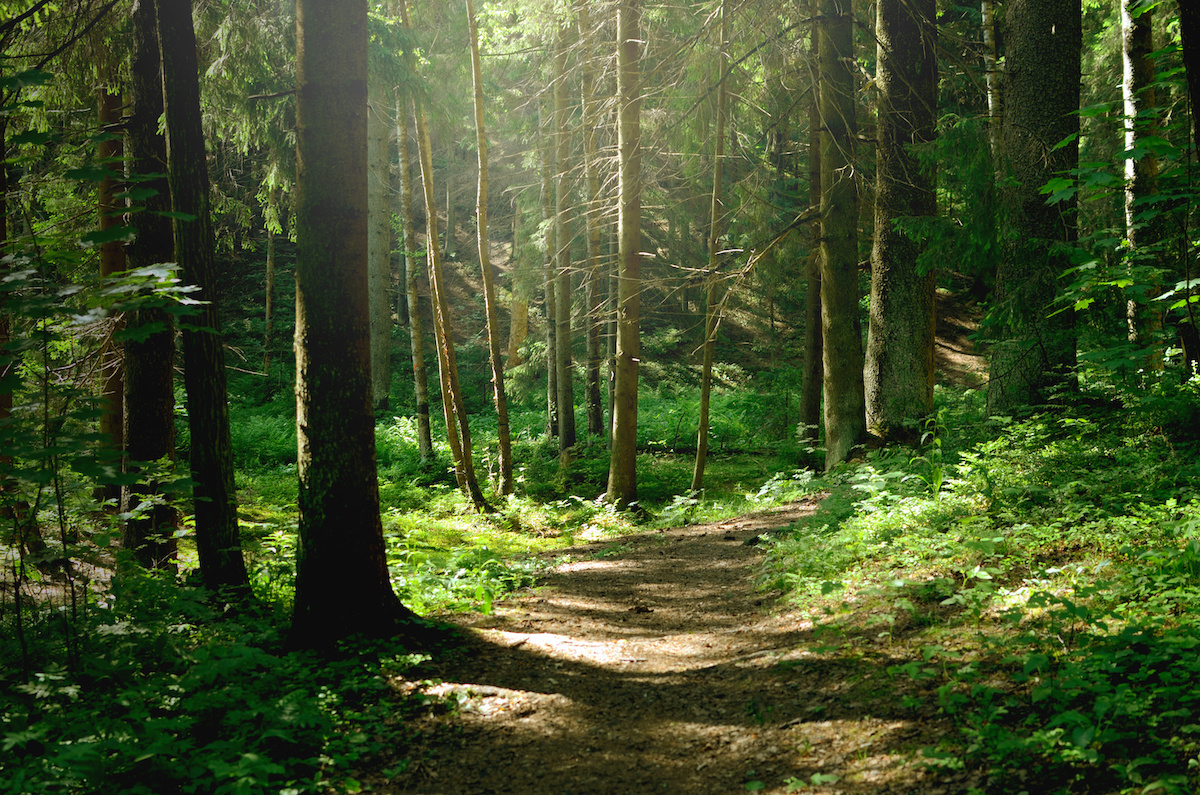 Défiscalisation GFF : Quel Groupement Foncier Forestier choisir ? 